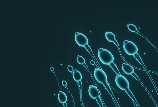 Semen Morphology: Why Shape Matters and When to Consider Treatment