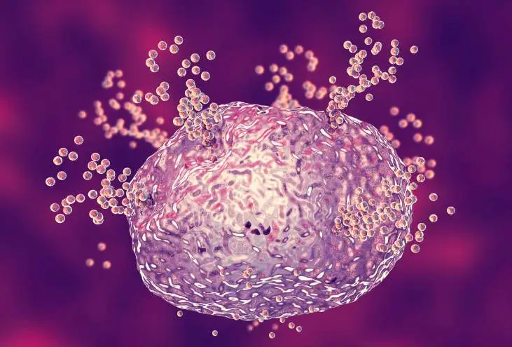 How Fertility Specialists Diagnose Hormonal vs. Structural Causes of Infertility