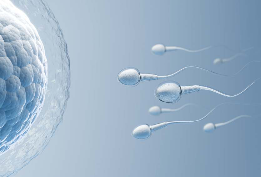 Male Fertility and Age: Does the Biological Clock Tick for Men Too?
